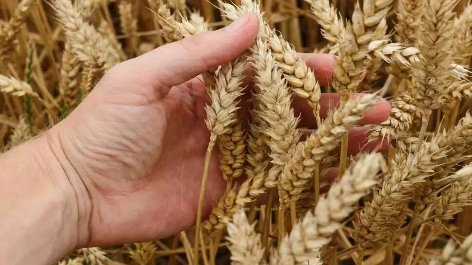 Wheat price hike