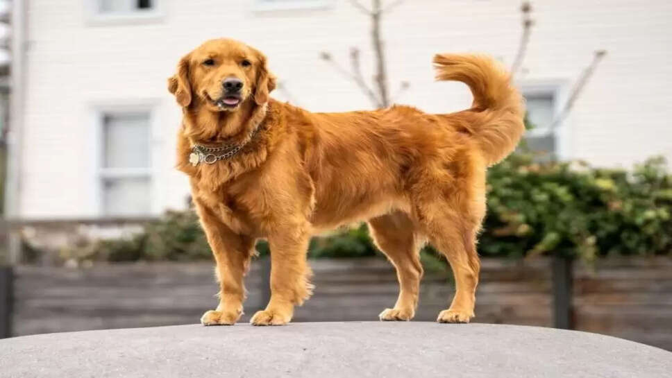 Pet dogs